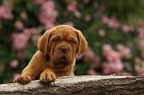 DOGUE DE BORDEAUX 339